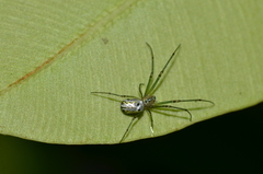 Leucauge regnyi