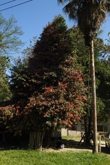 Stelechocarpus burahol