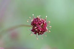 Sanicula bipinnatifida