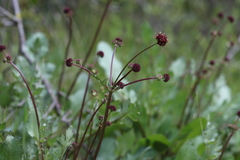 Sanicula bipinnatifida