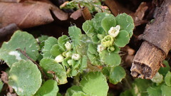 Chrysosplenium hebetatum