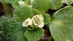 Chrysosplenium hebetatum