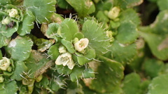 Chrysosplenium hebetatum