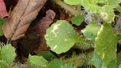 Chrysosplenium hebetatum