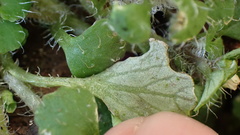Chrysosplenium hebetatum