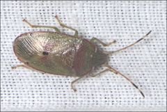 Eupolemus virescens