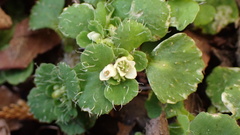 Chrysosplenium hebetatum