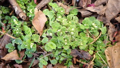 Chrysosplenium hebetatum