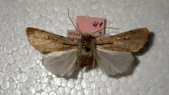 Dichagyris candelisequa