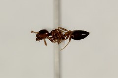 Crematogaster coarctata
