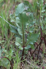 Sanicula bipinnatifida