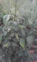 Amaranthus caudatus