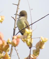 Myiarchus ferox