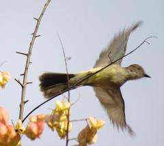 Myiarchus ferox