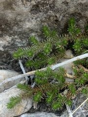 Selaginella wrightii