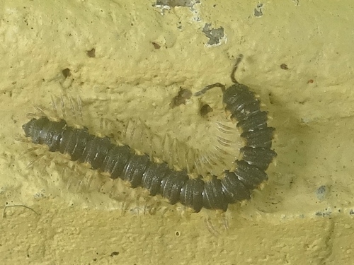 Chondromorpha xanthotricha