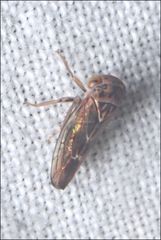 Rosopaella kirkaldyi