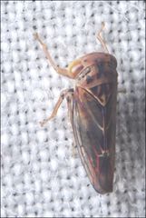 Rosopaella kirkaldyi