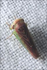 Rosopaella kirkaldyi