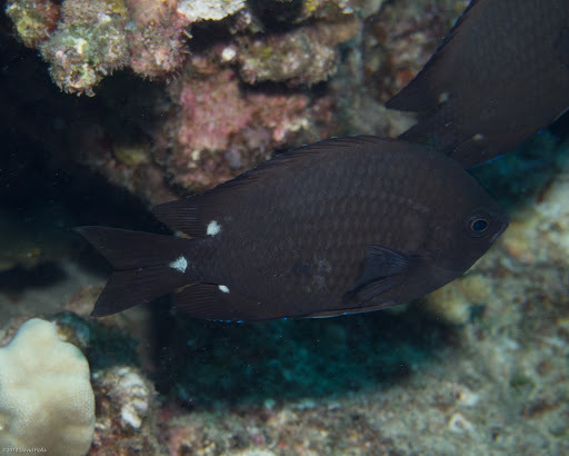 Three-Spot Damsel