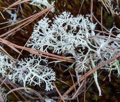 Cladonia submitis