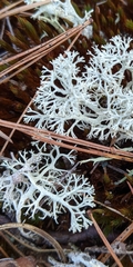 Cladonia submitis