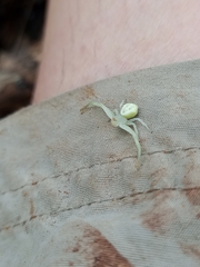 Thomisidae