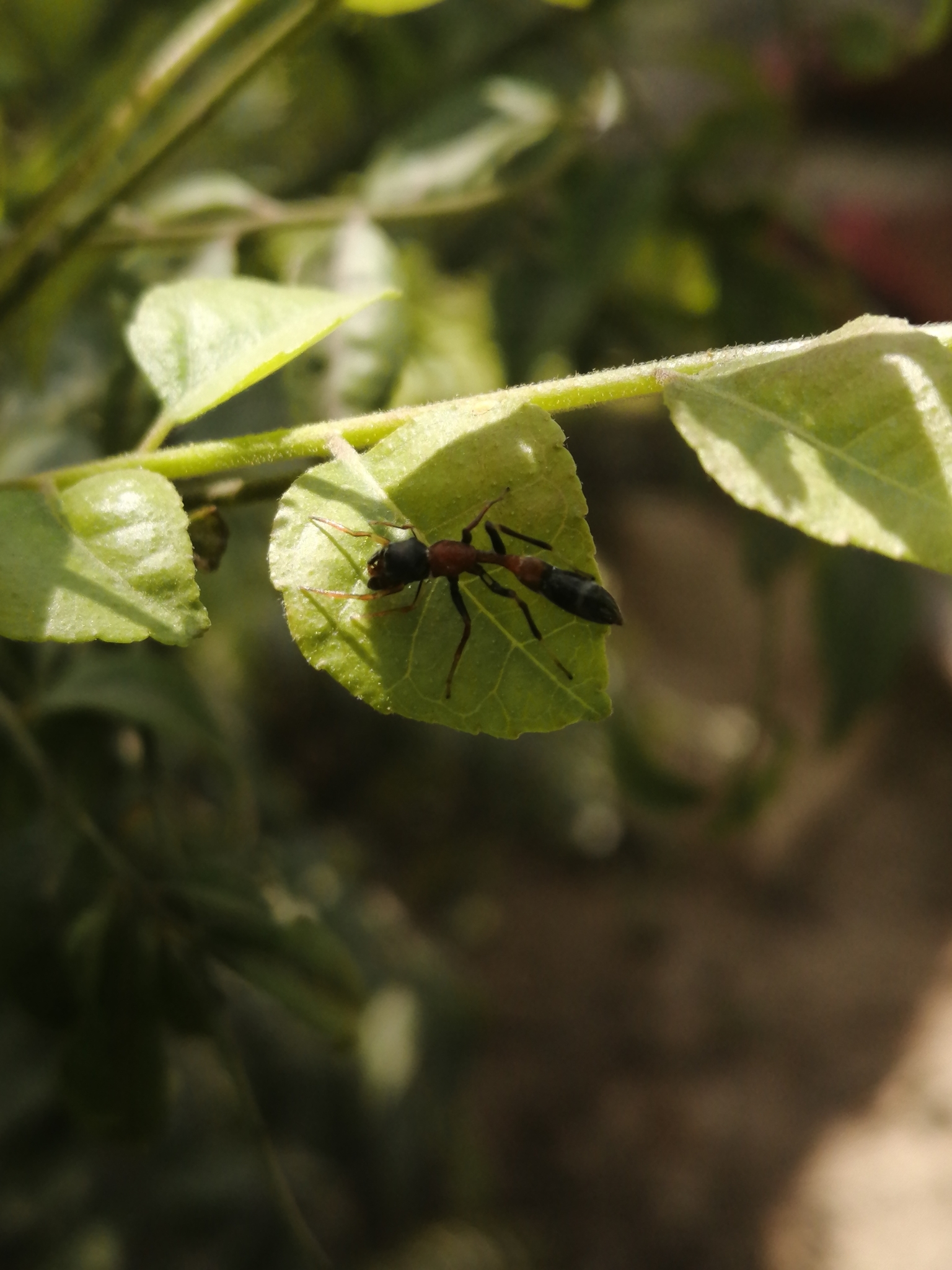 Pseudomyrmecinae