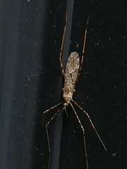Amphineurus hudsoni