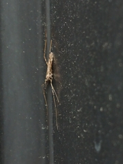 Amphineurus hudsoni