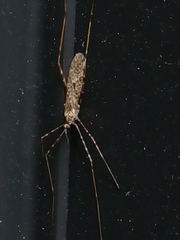 Amphineurus hudsoni