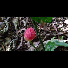 Zingiber zerumbet zerumbet