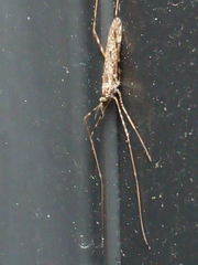 Amphineurus hudsoni