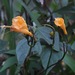 Ipomoea lutea - Photo (c) Grete Pasch, algunos derechos reservados (CC BY), subido por Grete Pasch