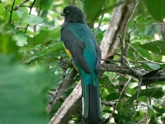 Trogon citreolus