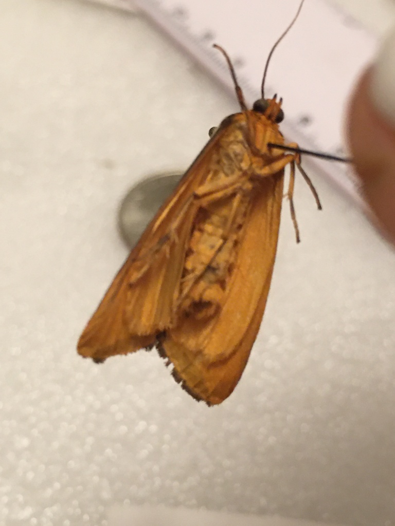 Clymene Moth