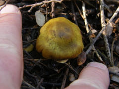 Cortinarius canarius