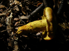 Cortinarius canarius