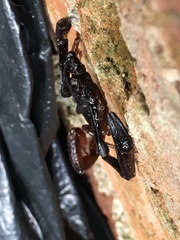 Chactas vanbenedenii