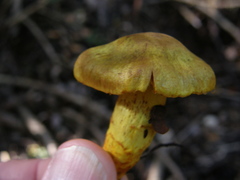 Cortinarius canarius