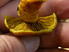 Cortinarius canarius