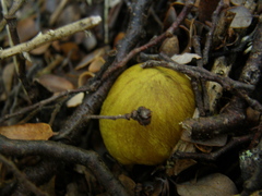 Cortinarius canarius