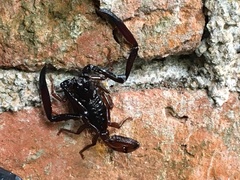 Chactas vanbenedenii