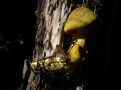 Cortinarius canarius