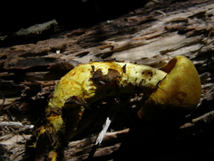 Cortinarius canarius
