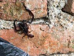 Chactas vanbenedenii