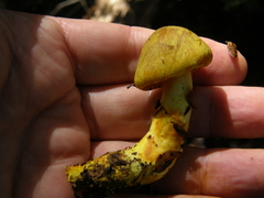 Cortinarius canarius