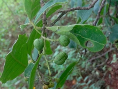 Zanthoxylum arborescens