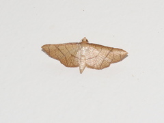 Hypolamprus ypsilon