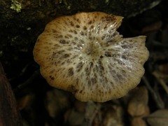 Bolbitius muscicola